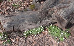 Frühling_im_Ennert_002