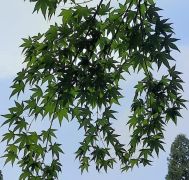 Arboretum_Park_Härle_06