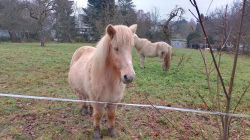 2024-12-14_Willmeroth-Königswinter_04