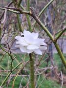 2024-12-21_Lauterbachtal_und_Kasseler_Höhe_01