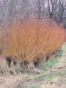 2024-12-21_Lauterbachtal_und_Kasseler_Höhe_04