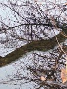 2025-01-11_Naturerlebnis_Berggeistweiher_14