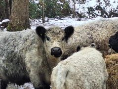 2025-01-11_Naturerlebnis_Berggeistweiher_16