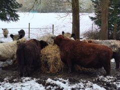 2025-01-11_Naturerlebnis_Berggeistweiher_20