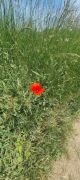 08_20250514_Wanderung_durchs_Drachenfelser_Ländchen