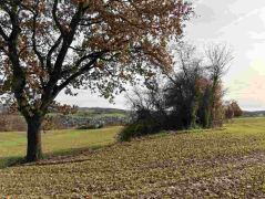 08_2025-11-05_Von_Mehlem_ins_Ländchen