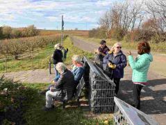 18_2025-11-05_Von_Mehlem_ins_Ländchen