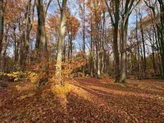 23_2025-11-05_Von_Mehlem_ins_Ländchen