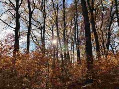 28_2025-11-05_Von_Mehlem_ins_Ländchen