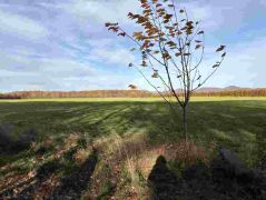 32_2025-11-05_Von_Mehlem_ins_Ländchen