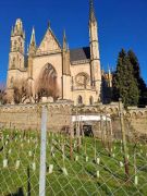 08_2025-11-22_Apollinarisschleife