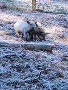 16_2025-11-22_Apollinarisschleife