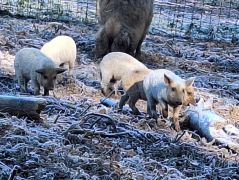 18_2025-11-22_Apollinarisschleife