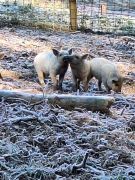 20_2025-11-22_Apollinarisschleife