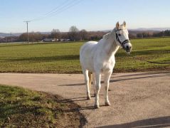 39_2025-11-22_Apollinarisschleife