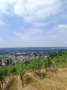 03 2026 07 18 Oberkassel Oberdollendorfer Weinberge
